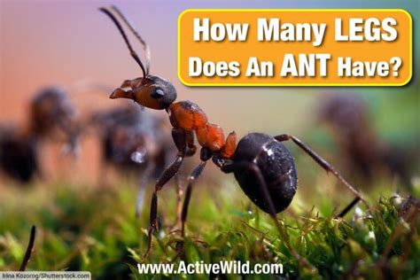 How Many Legs Does An Ant Have And Other Interesting Ant Facts