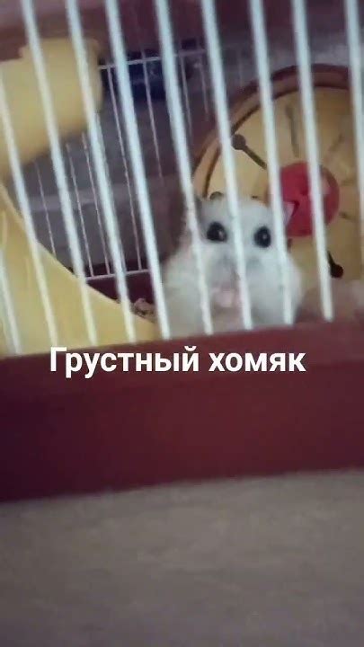 Грустный хомяк 🐹 - YouTube
