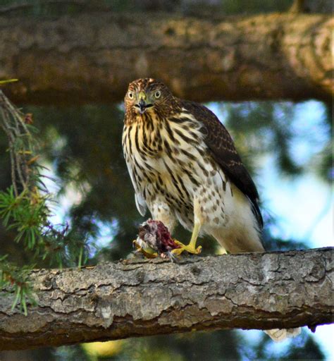 Coopers Hawk Bird Predator Free Photo On Pixabay Pixabay