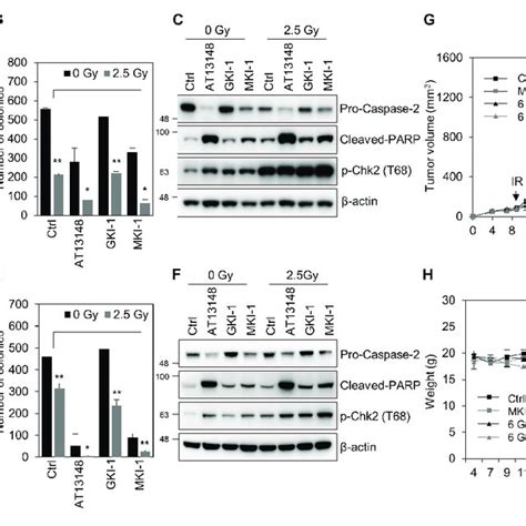 Mki 1 Inhibits The Activity Of Mastl In Breast Cancer Cells Ab