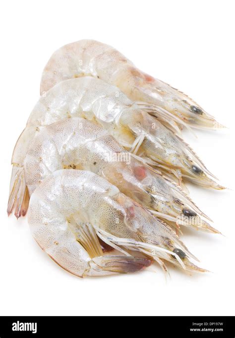 Whiteleg shrimp hi-res stock photography and images - Alamy