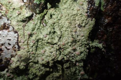 Blawith Common Lichen Trip Report November Cumbria Lichens