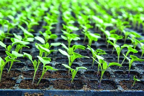 Lets Go Farming Making A Vegetable Nursery