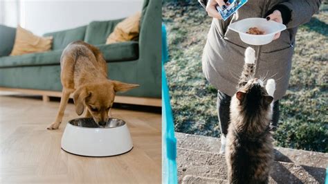 Qué pasa si mi perro come comida de gato Petlife