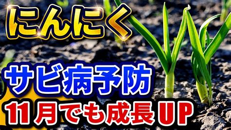 【にんにく栽培】さび病対策＆11月からでも成長upするコツ 2022118 【家庭菜園】【ガーデニング】 Youtube