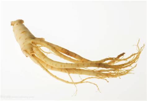 Various Benefits Of Ginseng I Panax Ginseng Extract Manufacture Migu