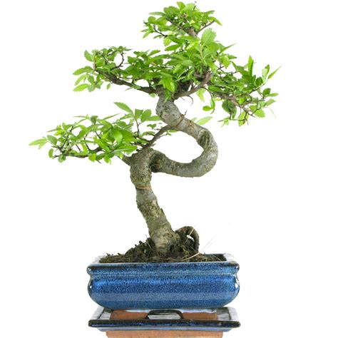 Buy Chinese Elm Bonsai Years Centimetres Online At