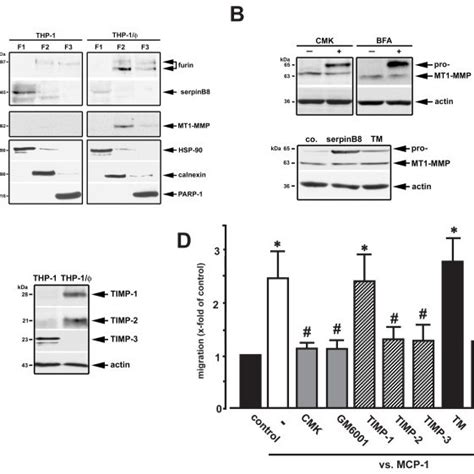 A Subcellular Localization Of Furin Serpinb8 And Mt1 Mmp Was