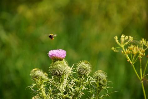 Bildet Natur Gress Anlegg Felt Eng Pr Rie Sommer Dyreliv