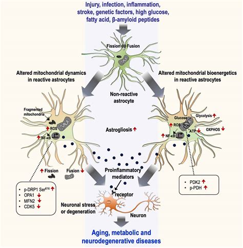 Frontiers Mitochondrial Dynamics And Bioenergetic Alteration During