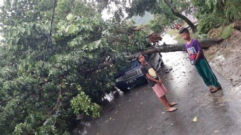 Angin Kencang Tumbangkan Sejumlah Pohon Di Palopo Hingga Timpa Mobil