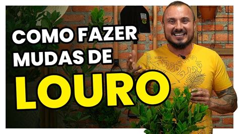 Como Cultivar E Fazer Mudas De LOURO YouTube