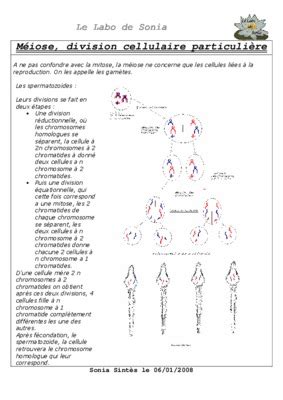 Meiose Exercices Pdf Notice Manuel D Utilisation