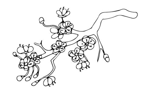 Branches de cerisier dessinées à la main avec des fleurs livre de