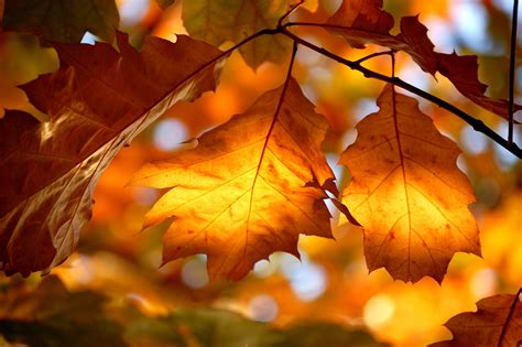 Hintergrundbilder Sonnenlicht Bl Tter Natur Fotografie Makro Ast