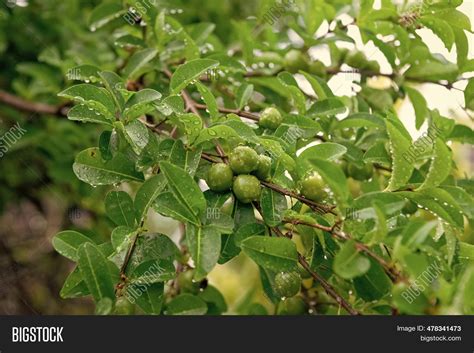 Cerbera Manghas Fruit Image & Photo (Free Trial) | Bigstock