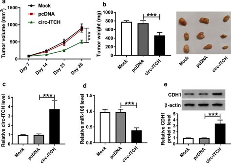 Circ Itch Upregulation Suppressed The Growth Of Ovarian Cancer Cells In