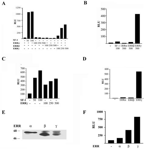 Err Activates Shp Gene Promoter Hela A Cv B And Hek C