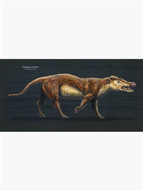 Pakicetus Inachus Restored Poster By Thedragonofdoom Redbubble