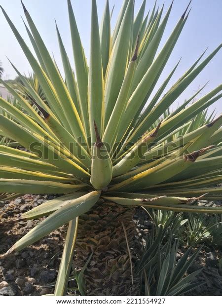 Spanish Dagger Plant Yucca Gloriosa Species Stock Photo 2211554927