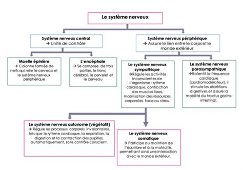 Le système nerveux Partie 1 Flashcards Quizlet