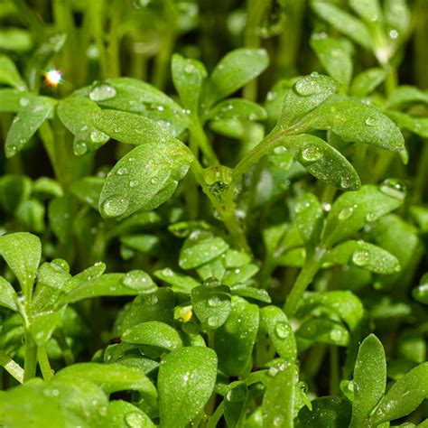 Curled Cress Seeds Cress Sprouting Seeds Everwilde Farms