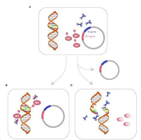 FIGURE Restriction-modification system as a toxin-antitoxin system.... | Download Scientific Diagram