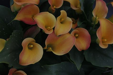 Zantedeschia-Calla – Brighter Blooms