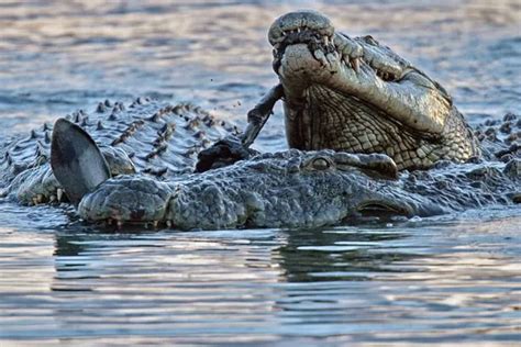 Pictured: Crocodile and hippo fight furious battle over zebra dinner ...