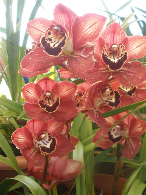 Orqu Dea Cymbidium Como Cuidar Conhe A Os Cuidados Tc