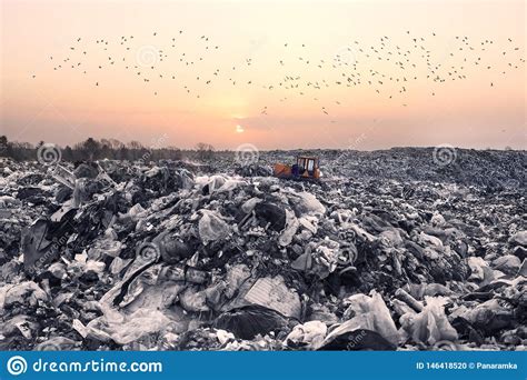 Gulls Over A Pile Of Garbage Stock Photo Image Of Environment Bird