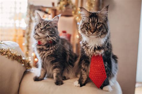 510 Christmas Maine Coon Kitten Stock Photos Pictures And Royalty Free