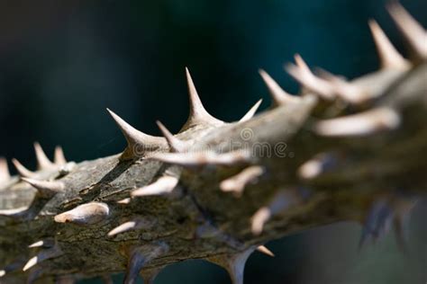 Spiny Twig Of Aralia Spinosa Devils Walking Stick Plant Macro Stock