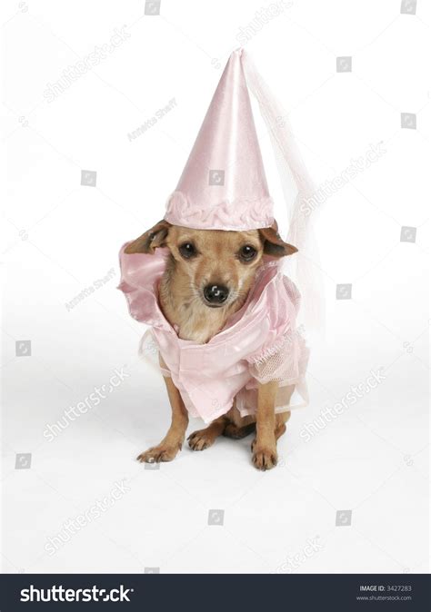 Chihuahua In A Princess Costume Stock Photo 3427283 : Shutterstock