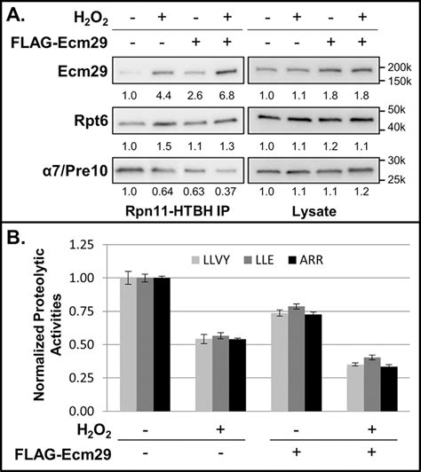 The Proteasome Interacting Ecm29 Protein Disassembles The 26s Proteasome In Response To