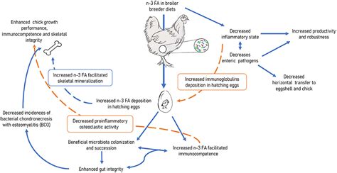 Frontiers Influence Of Feeding Omega Polyunsaturated Fatty Acids To