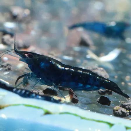 Neocaridina Blue Diamond 5 Ud Lote Tienda De Acuarios NA