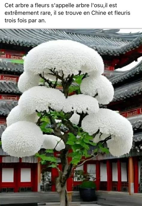 Arbre à fleurs losu Chine Arbre fleuri Fleurs Photo d arbre