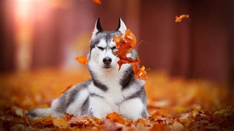 Fall Dog Wallpapers - 4k, HD Fall Dog Backgrounds on WallpaperBat