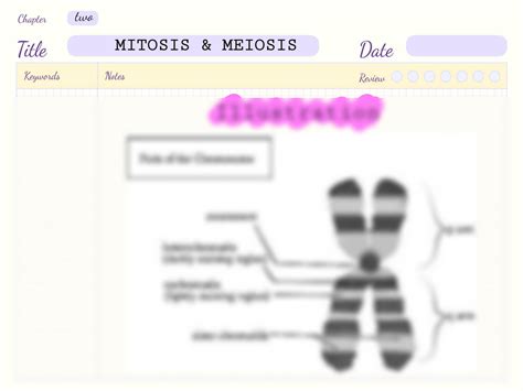 Solution Mitosis Meiosis Cell Division Studypool