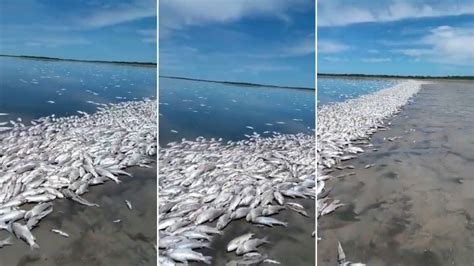 Mortandad De Peces Especialistas Afirman Que Todos Los Espejos De Agua