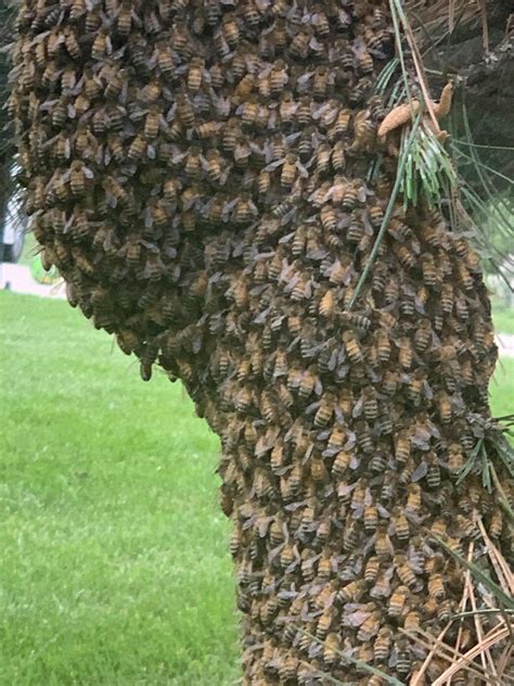 Hornets Nest Removal