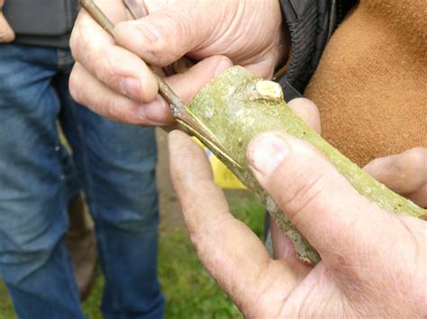 Avril Binage Paillage Greffe En Couronne Avalou Plabenneg