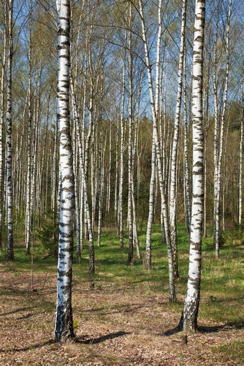 Birch Grove Stock Photo Image Of Plant Scenics Woods