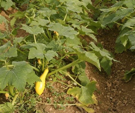 How to Plant Squash Step-by-Step | Bonnie Plants