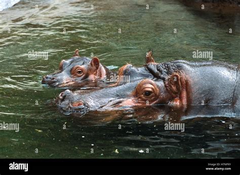 Hippopotamus (Hippopotamus amphibius) mother and baby swimming in water, native to Africa Stock ...