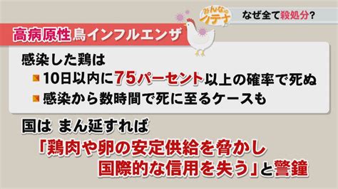 鳥インフルエンザ「なぜ全て殺処分するの？」「ワクチンはないの？」疑問を解説【みんなのハテナ】 Ksbニュース Ksb瀬戸内海放送