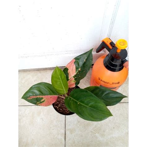 Jual Aglaonema Kochin Belang Kocin Bendera Lokal Shopee Indonesia