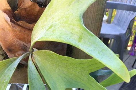 Overwatered Staghorn Fern Signs And How To Save Garden For Indoor