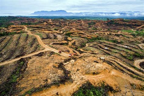 Perambah Kawasan Ekosistem Leuser Tetap Terjadi Leuser Conservation